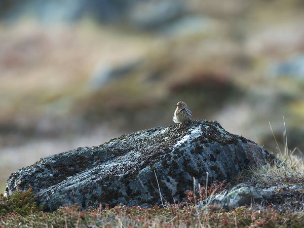 Lapinkirvinen, Red-throated Pipit, Anthus cervinus